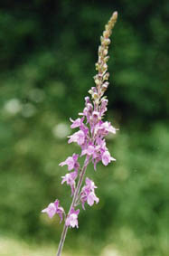 Linaria purpurea